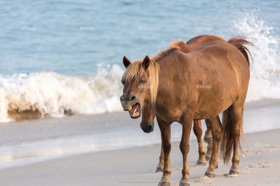 Laughing Horse: Cause Life is Funny 