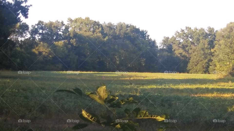 field greenery