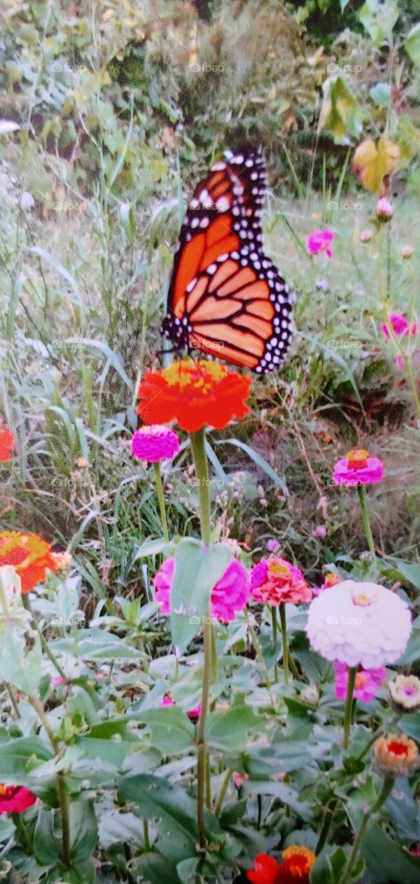Butterfly on the flowers!