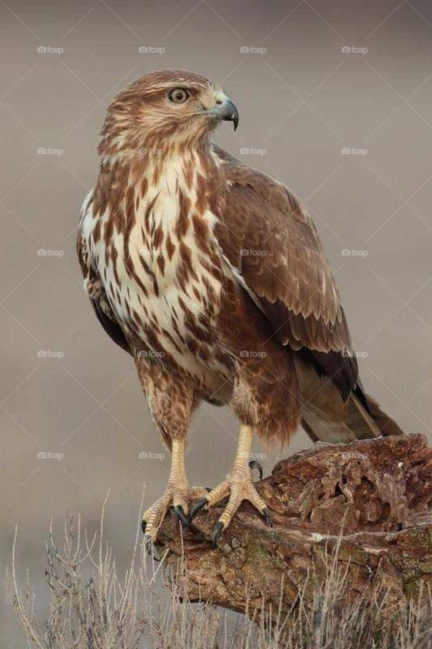 beautiful brown hawk with large wings and a sharp beak
