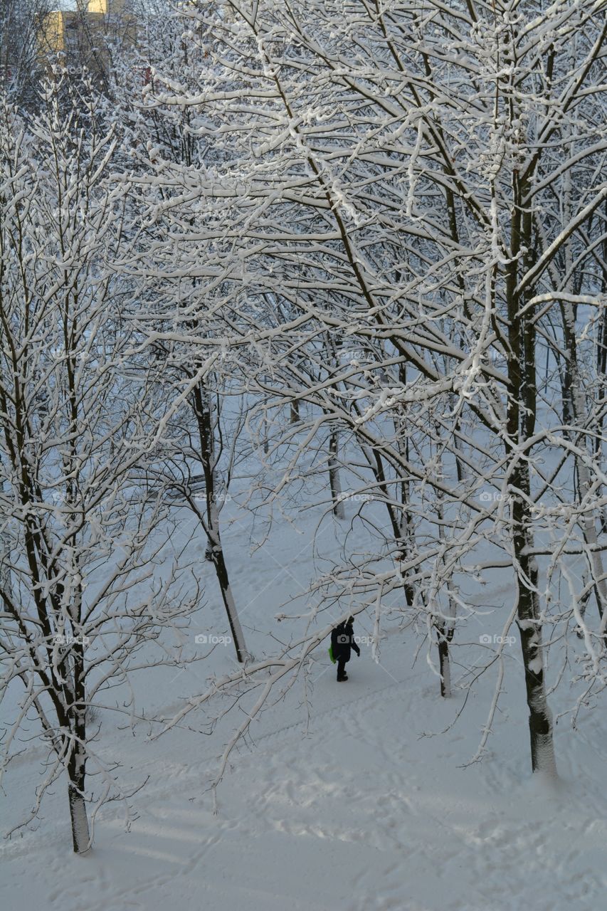 Winter, Snow, Cold, Frost, Frozen