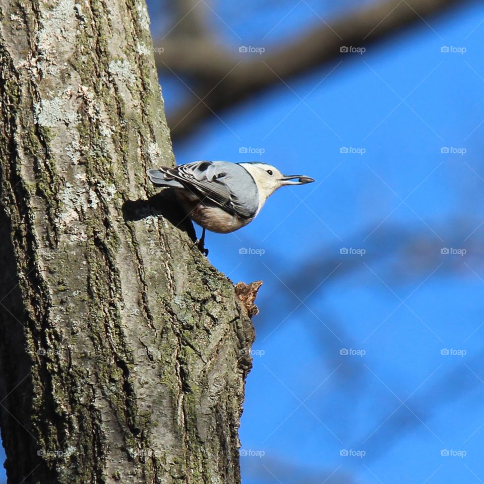 white breasted nut hatch enjoying a sunflower seed on a beautiful blue sky day