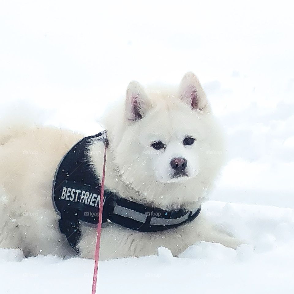 my snowdog