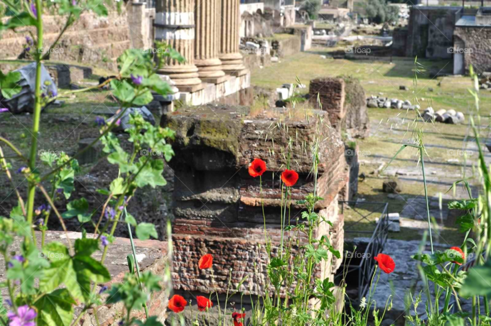 italy rome poppies ancient rome by micheled312