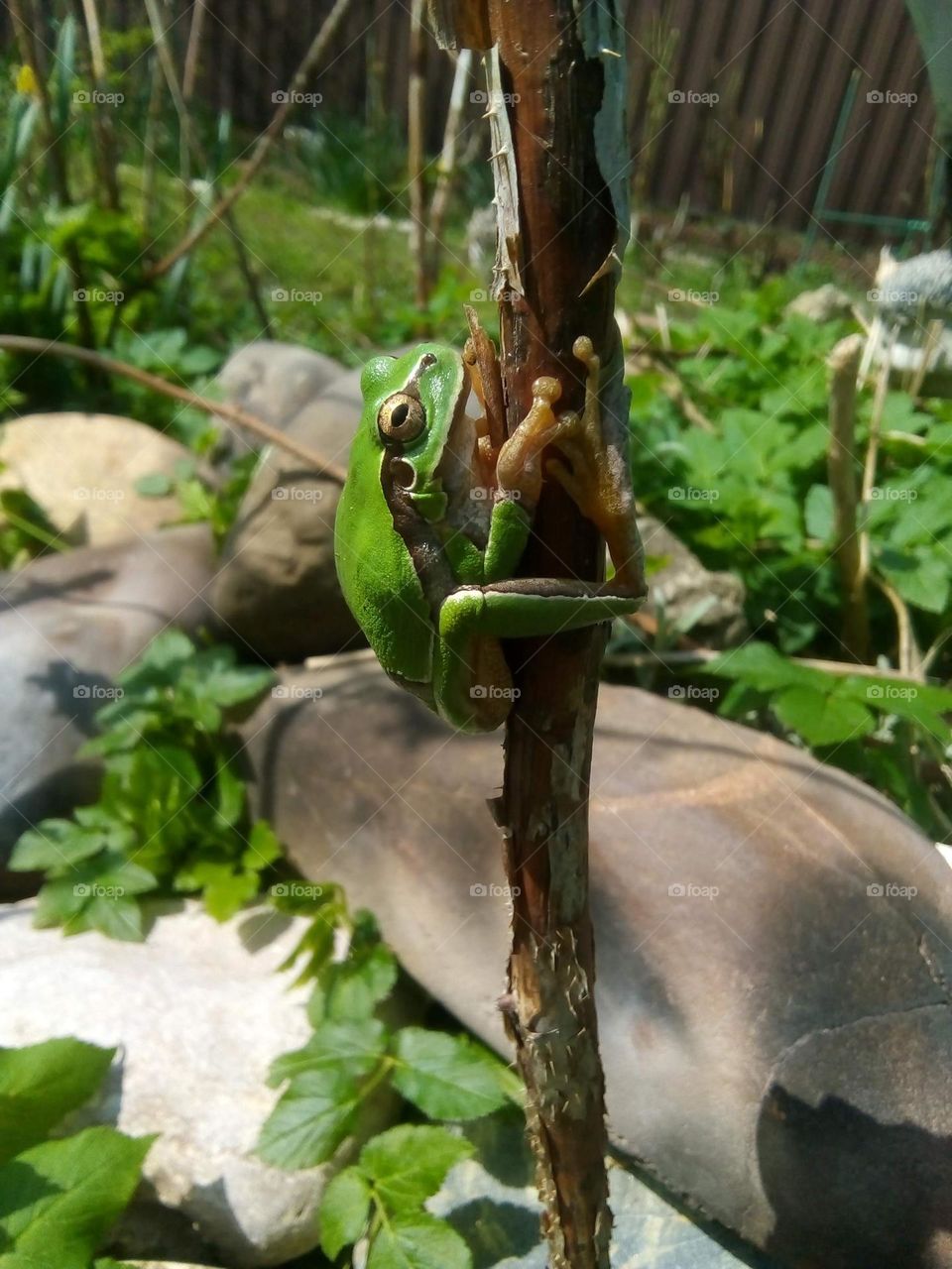 frog on a stick