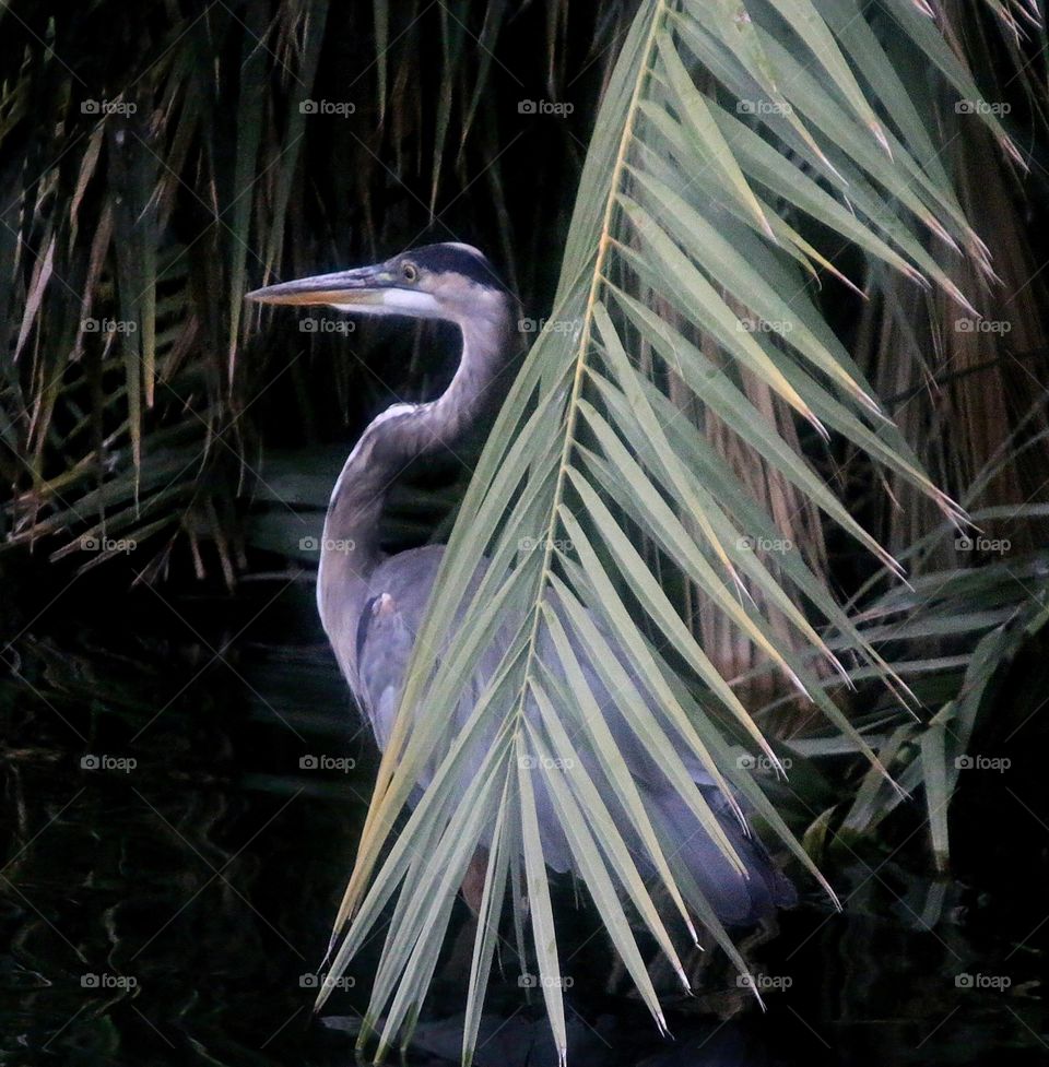 Great Blue Heron Hidden in Palms