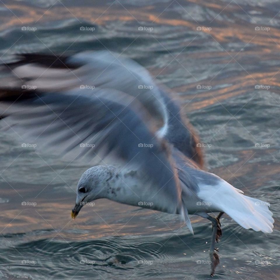 Seagull hovering over water