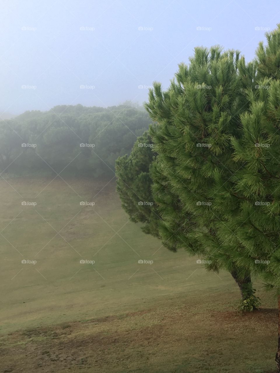 Morning mist on pines 