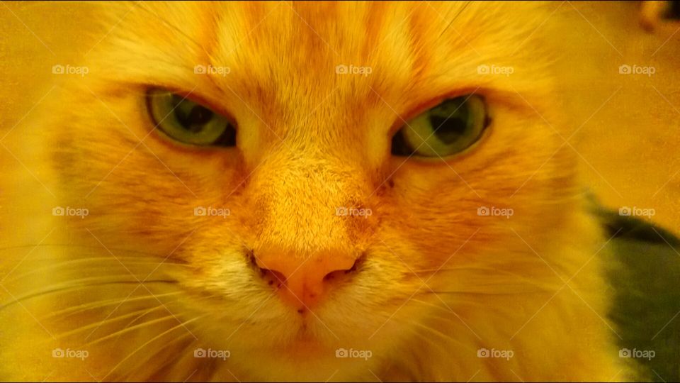 marmalade . this is my cat he is 14 and he loves me