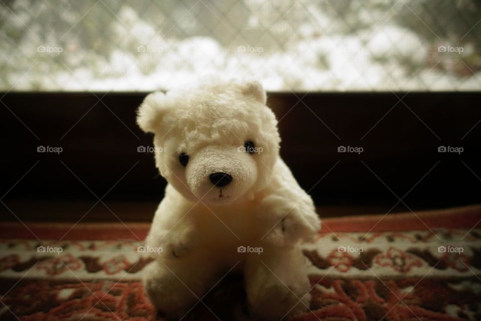 White bear in the winter season