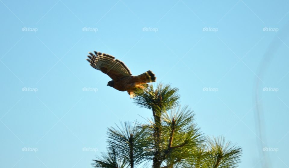 Hawk in Flight