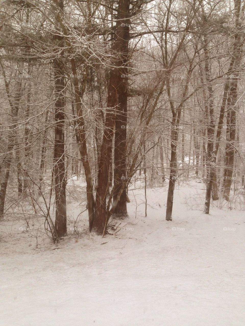 Winter Woods