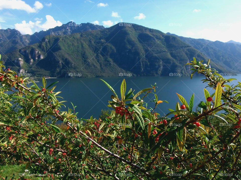 View between the branches of a plant, of Lake Idro. One of the main freshwater basins in northern Italy.
