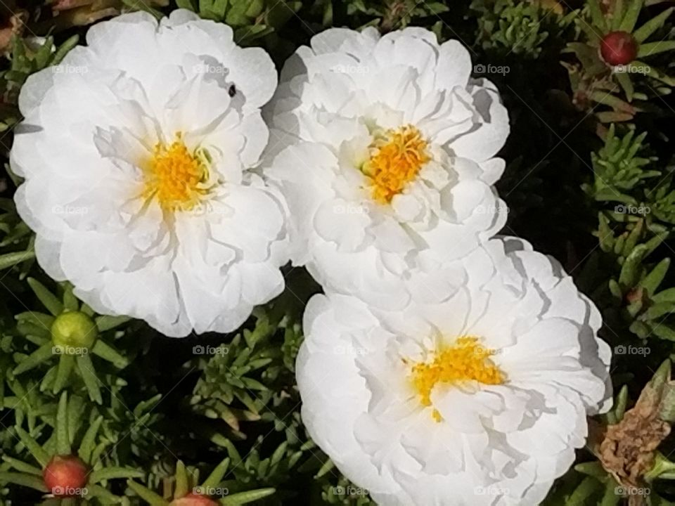 still blooming in fall