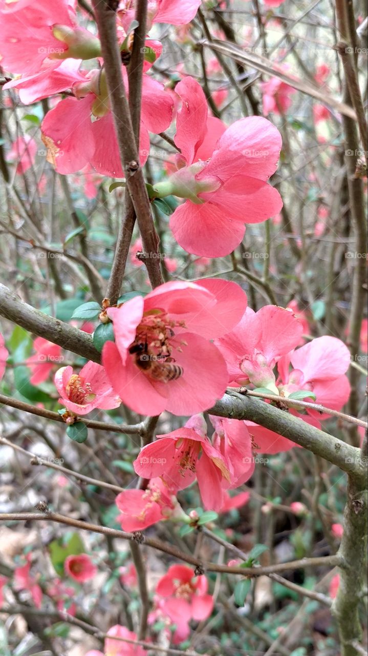 honeybee on blossom