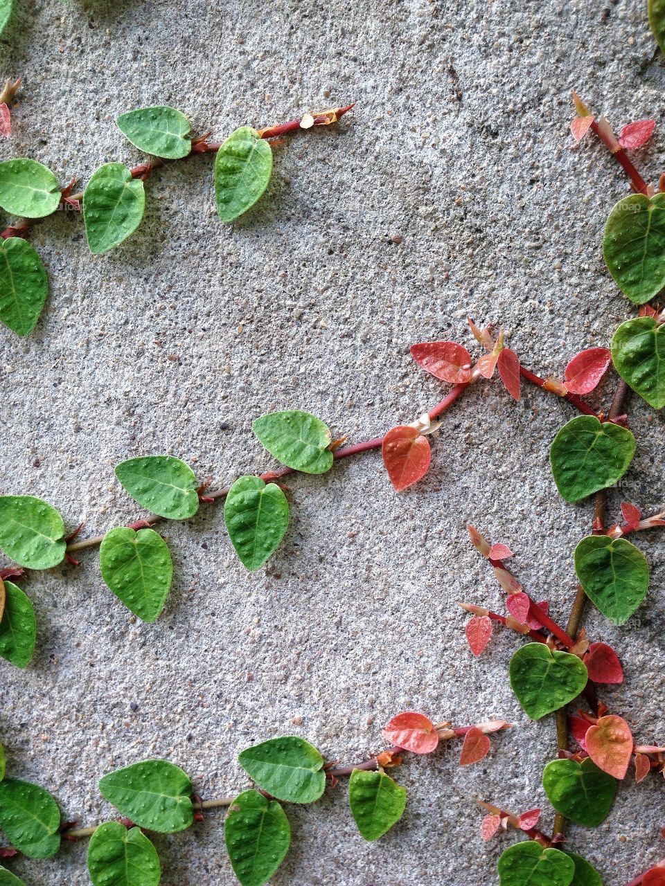 Wall leaf