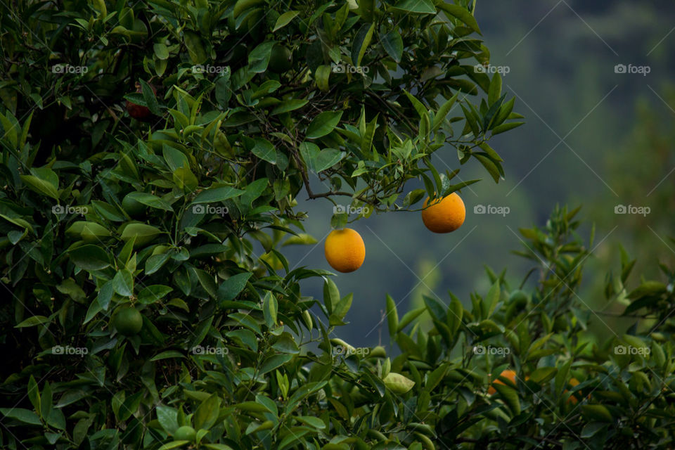 Oranges hanging on plant