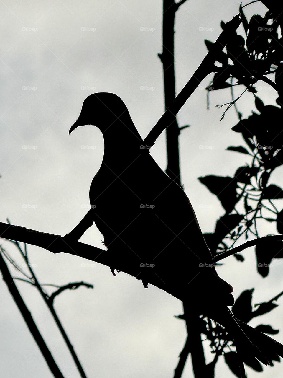 Mourning Dove Silhouette