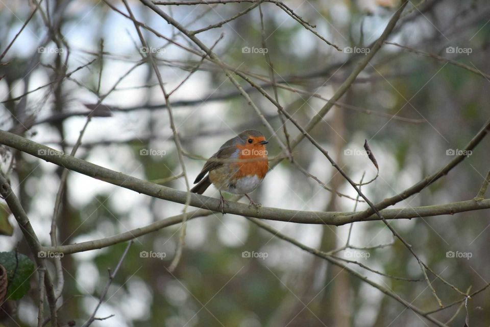 Holiday robin