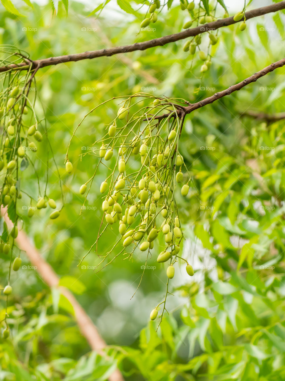 Azadirachta indica, commonly known as neem, nimtree or Indian lilac, is a tree in the mahogany family Meliaceae. Its fruits and seeds are the source of neem oil.