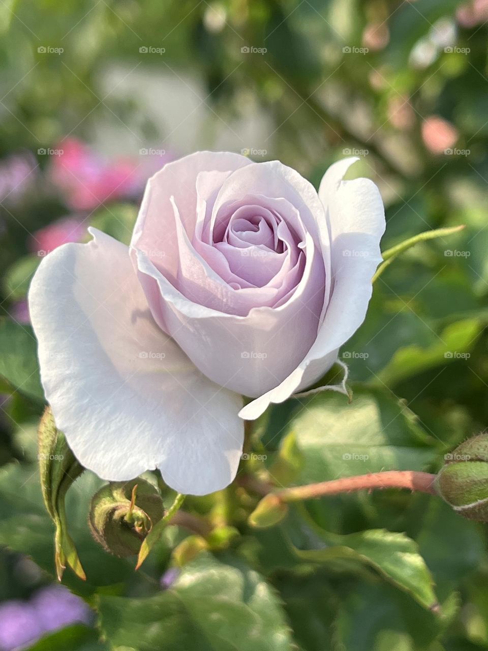 Purple rose in Yuanshan Flower Expo Park