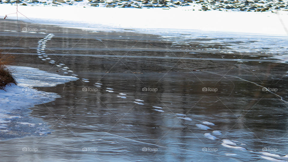 Snowy Footprints Across A Frozen Pond