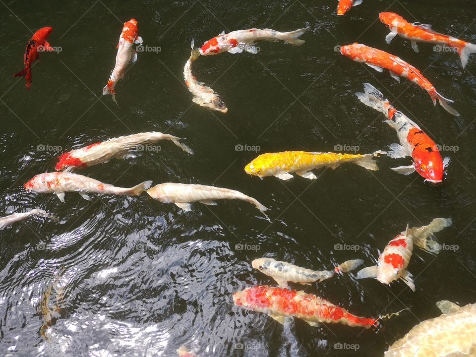 Fancy​ carp​ koi fish​