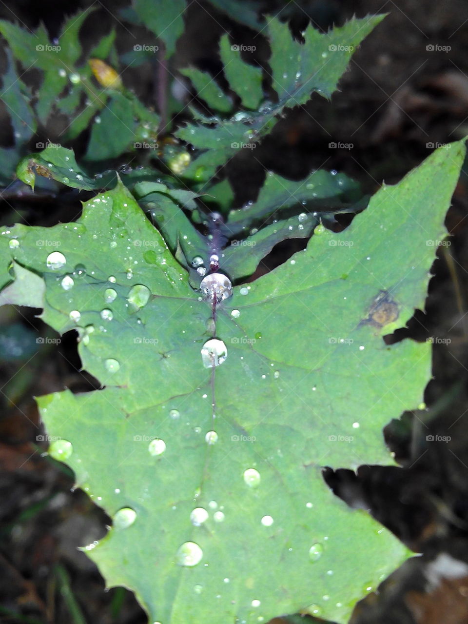 Drop on leaf