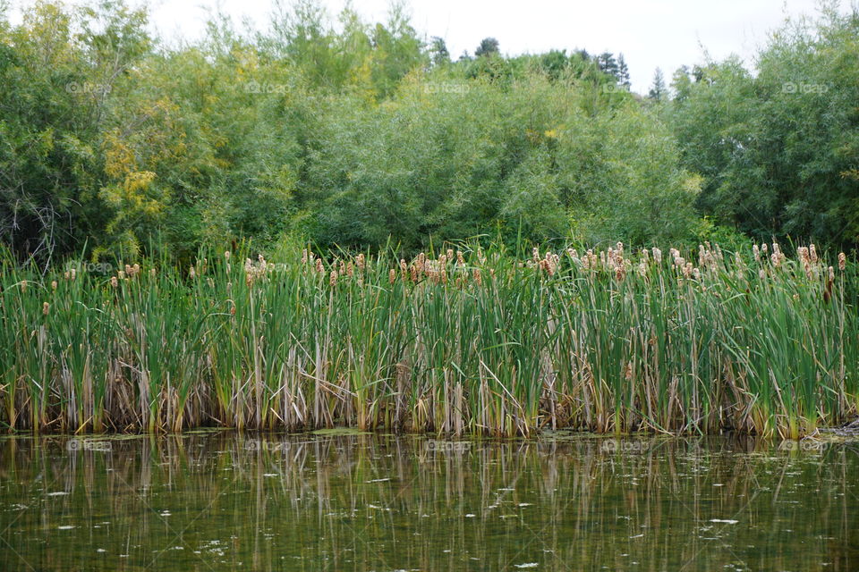 Montana cattails
