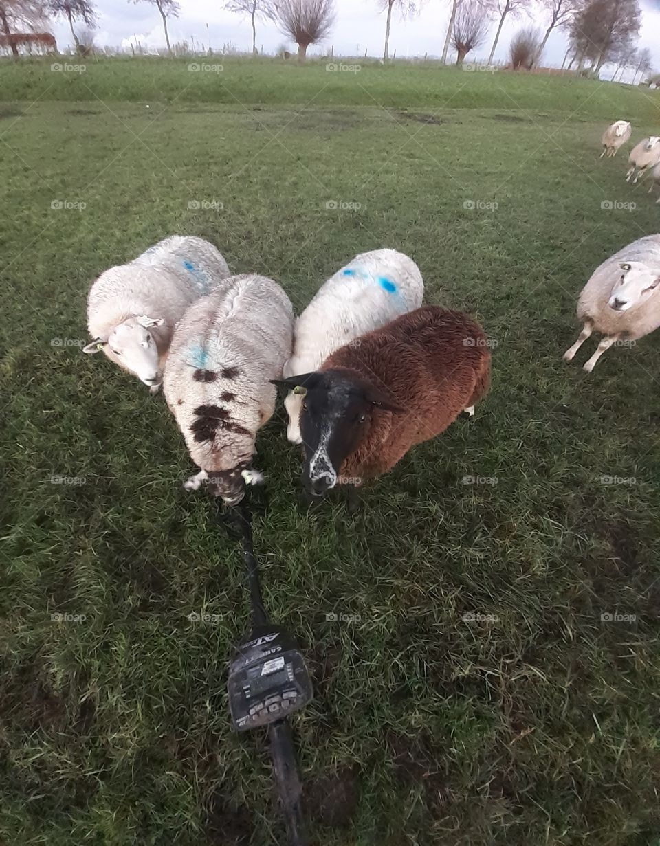 sheep smell a metal detector