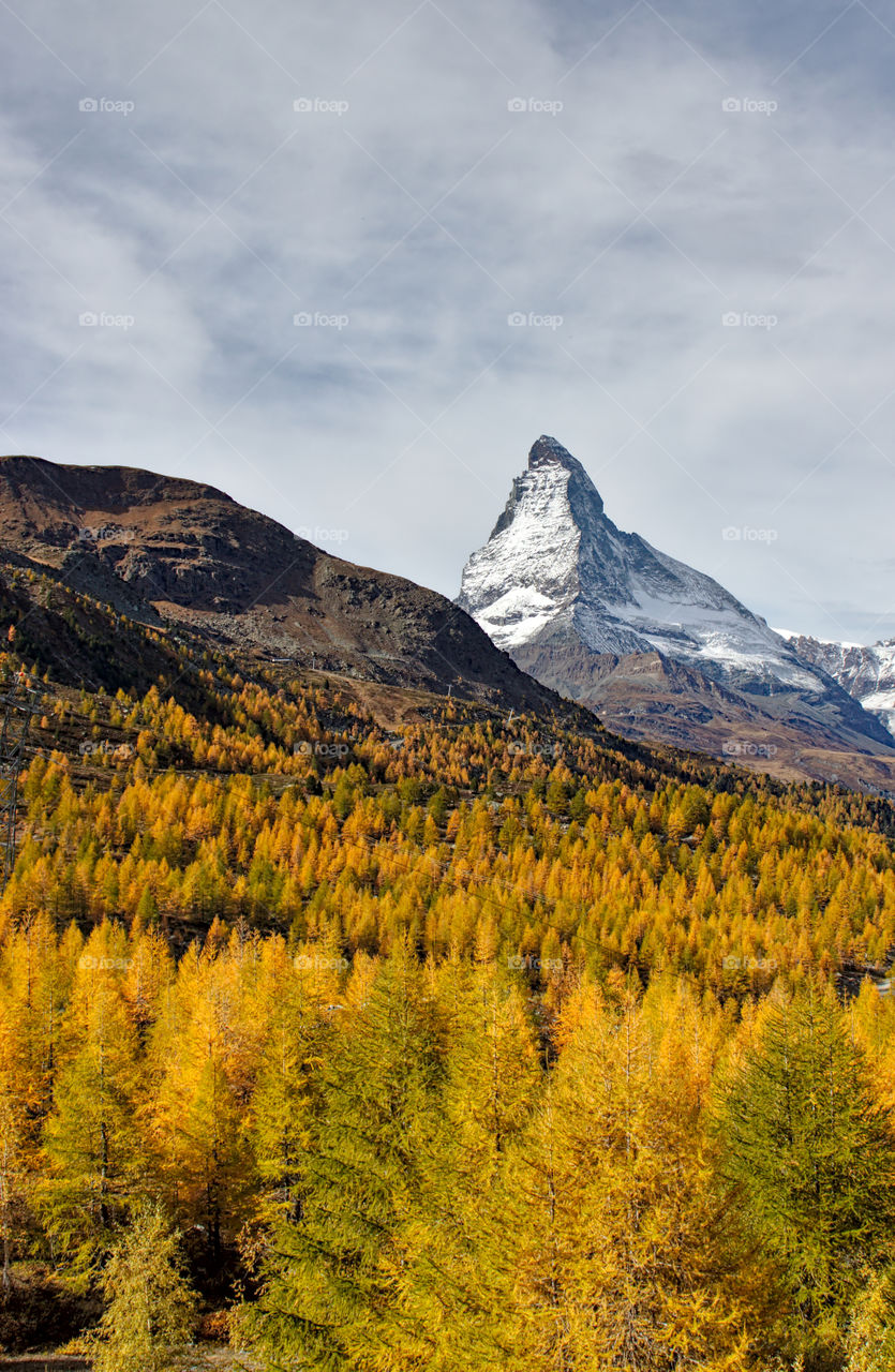 Colorful autumn larch forest in Zermatt with matterhorn in the background.