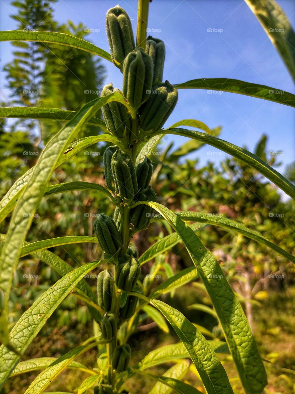 sesame fruit photo