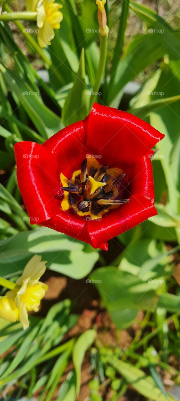 Regenwasser in der Tulpe