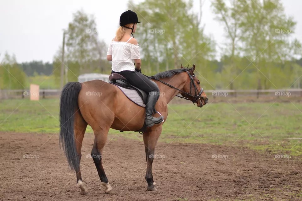Horses