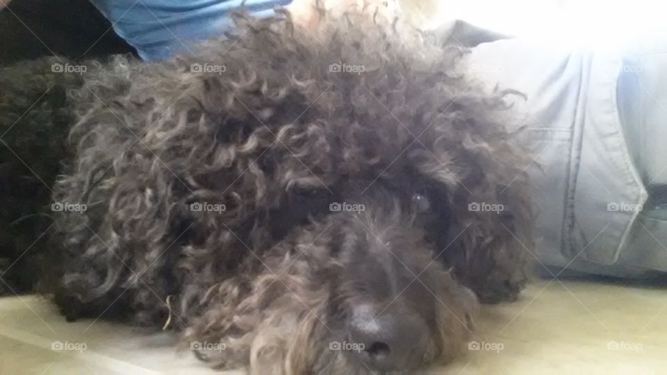 Curly, Dog, No Person, Poodle, Pet