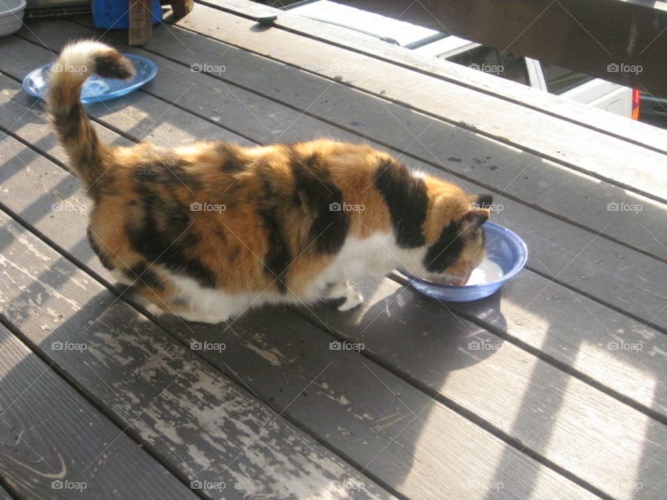 calico cat drinking milk