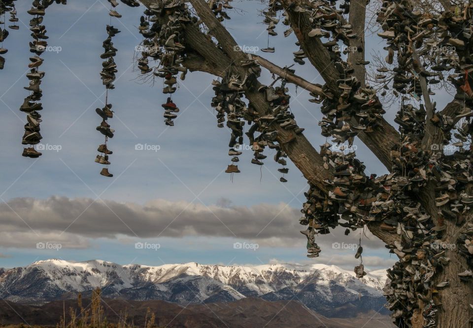A tree full of shoes and mountains in background 