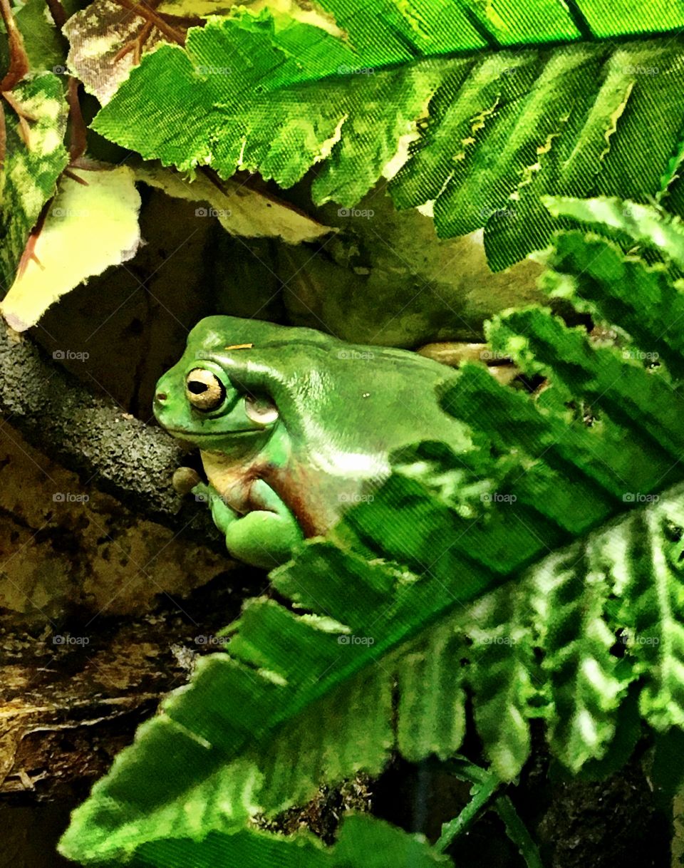 Chubby green tree frog hiding in the leaves