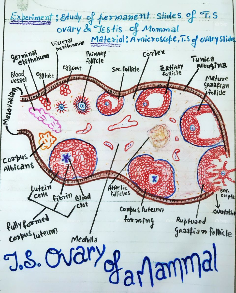 Transverse section of Mammalian Ovary