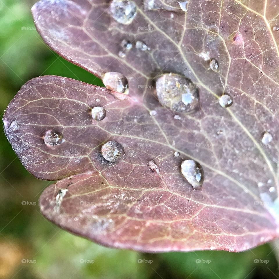 Rain drops on the leaf 