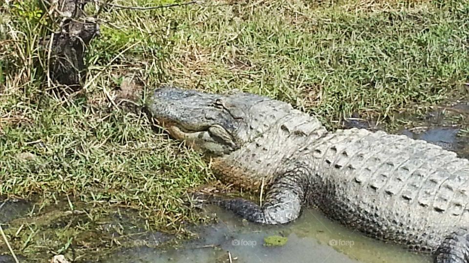alligator swamp