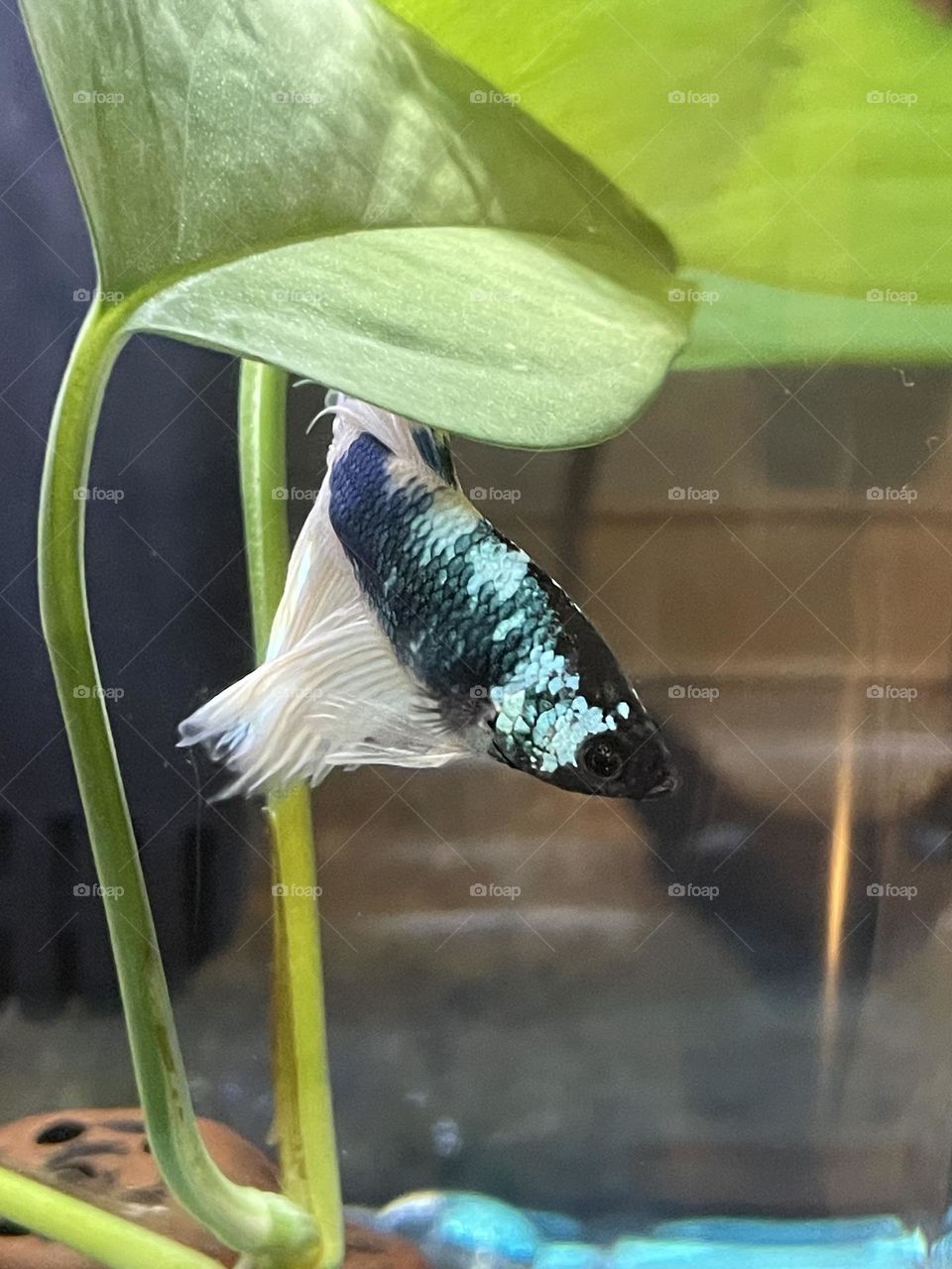 A Betta fish swimming happily.