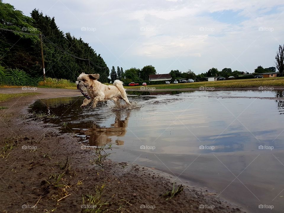 a little Shih tzu runs after a rain through a puddle and jumps. He obviously has fun on this summer's day.