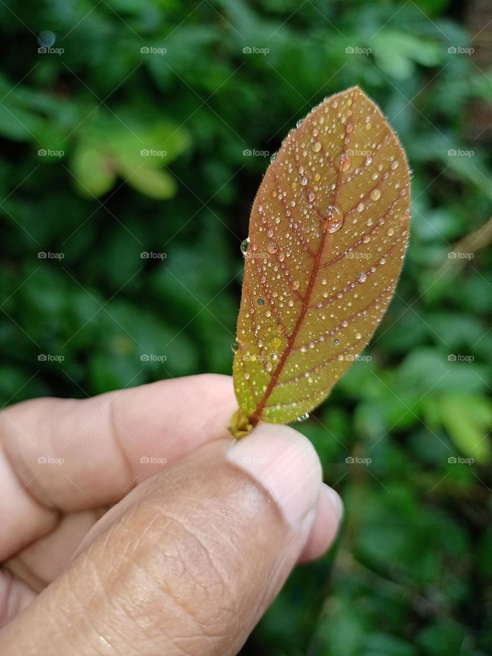 Young man holding leaf with nice water drops on leaf it' looking amazing nice green blurred background beautiful view of Indian village nature