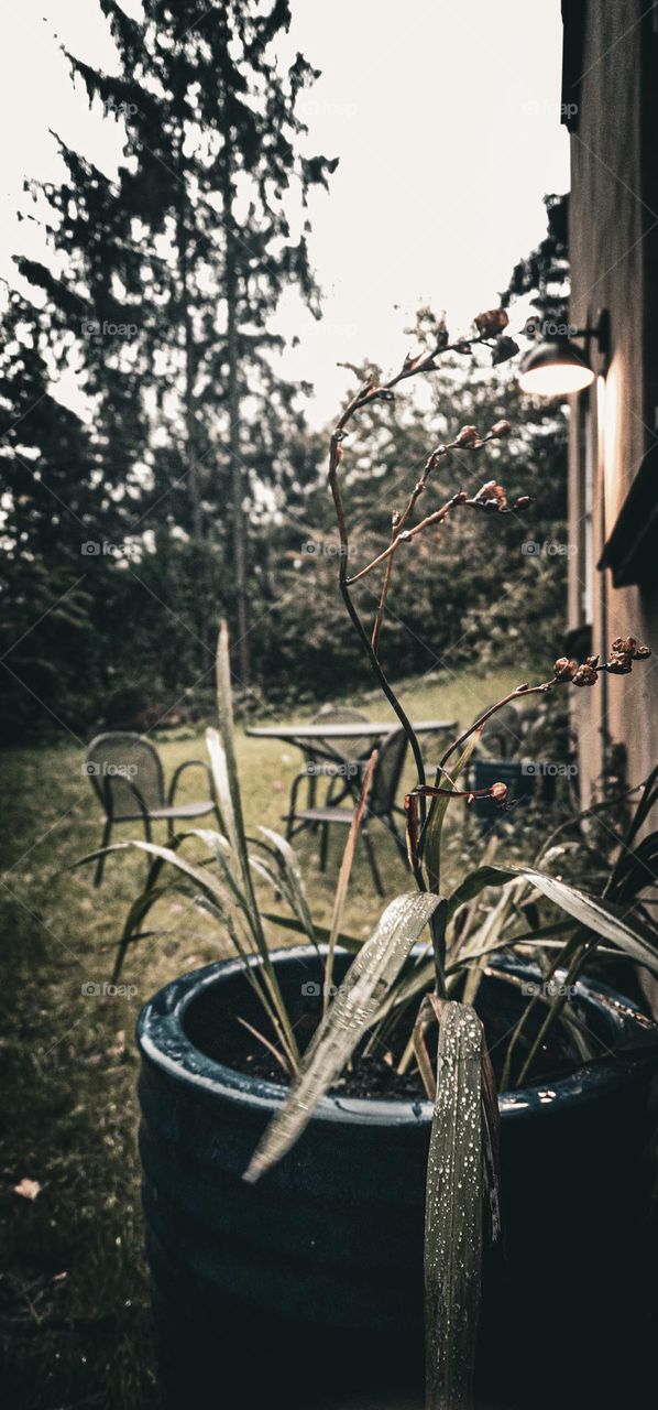 different shades of the autumn garden.  Empty garden furniture waiting for the sun.