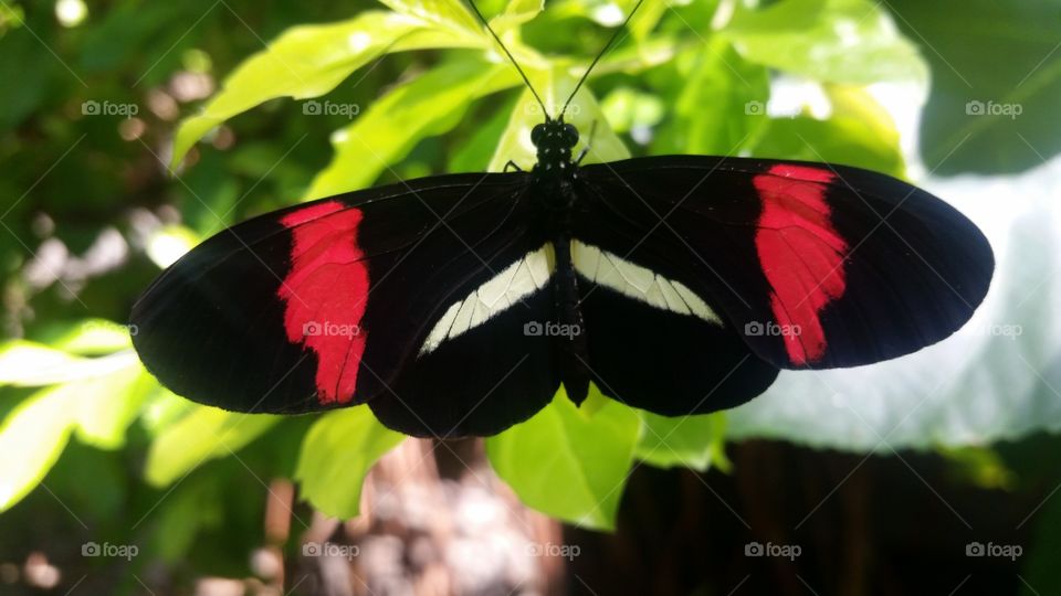 butterfly