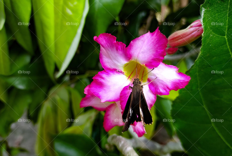 Tiny  butterfly sucking nectar from flower