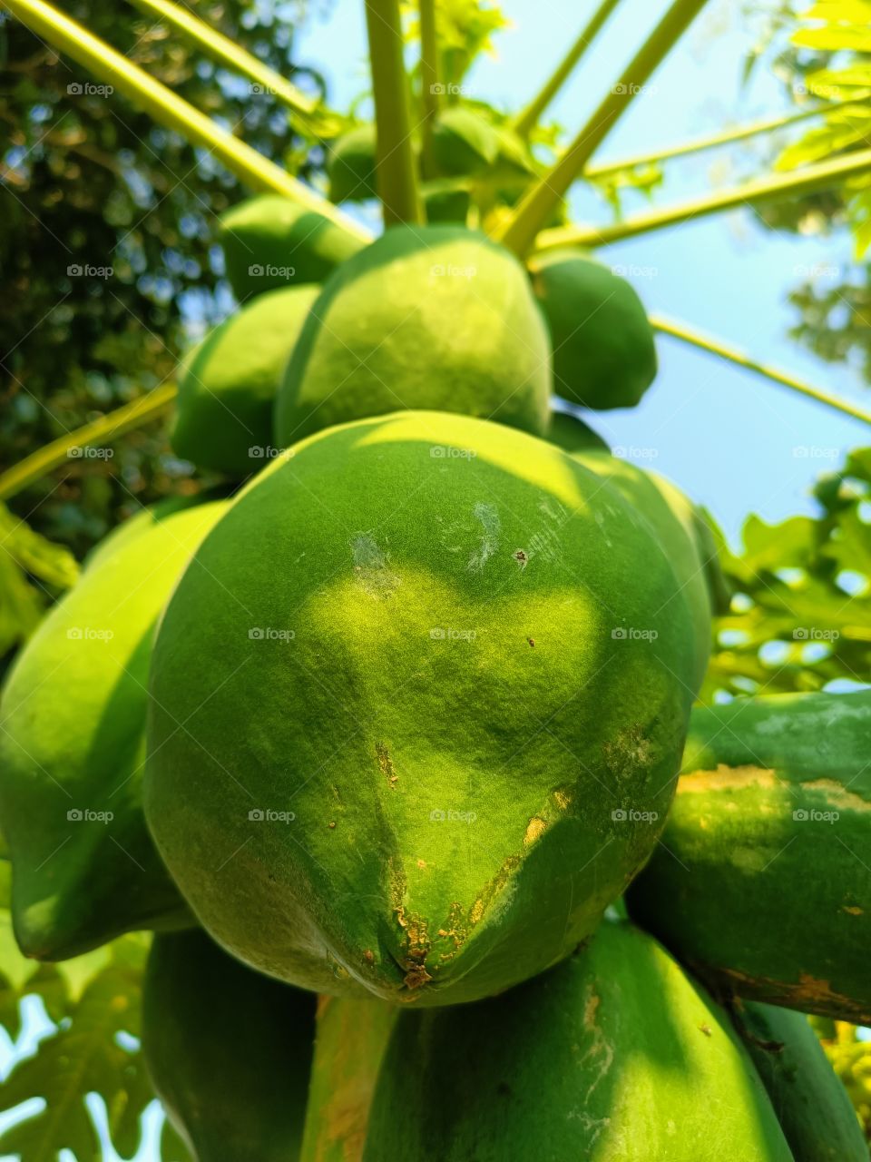 papaya