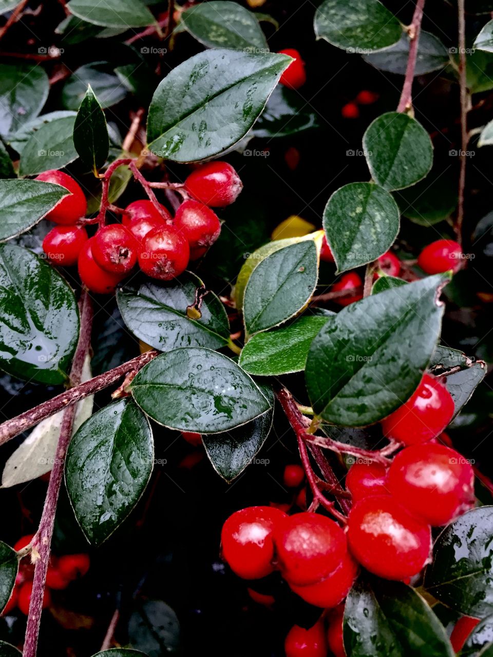 Winter red berries coming out for Christmas 