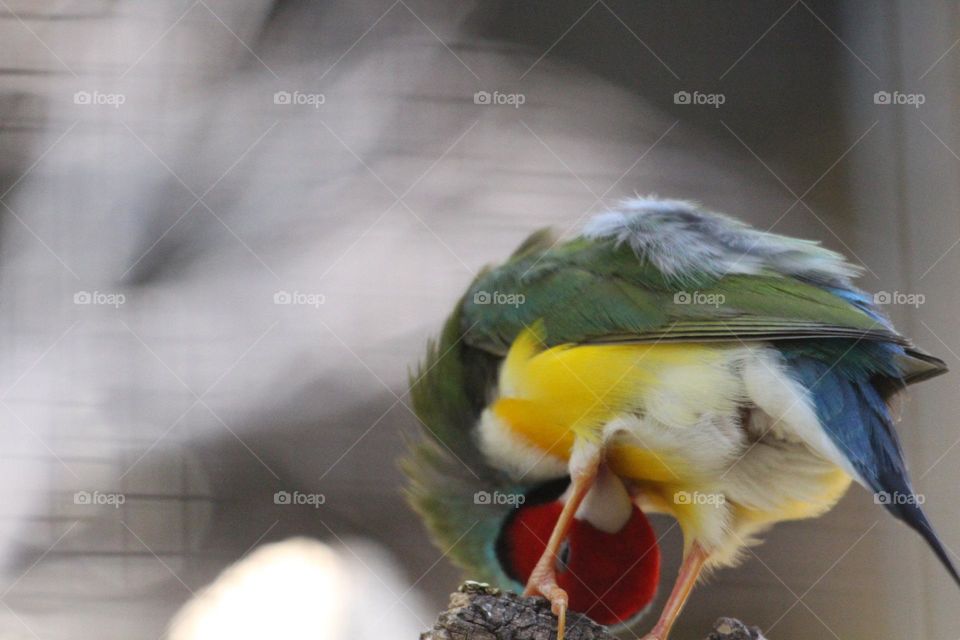 A gouldian finch preening the underside near its leg, perching on a high branch this fabulous summers day